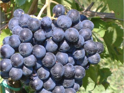 意大利giavelli原装进口amarone 阿曼罗尼 2005干红葡萄酒