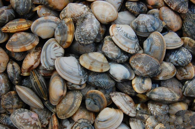 海里的蛤蜊品种图片