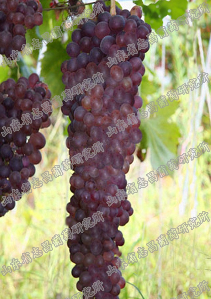 供应批发红三尺国外抗性砧木5bbso4砧木嫁接苗自根苗葡萄苗图片_2