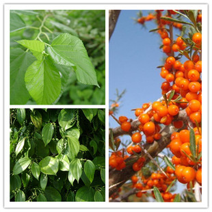 黑胡椒提取物:胡椒碱 50%-99%