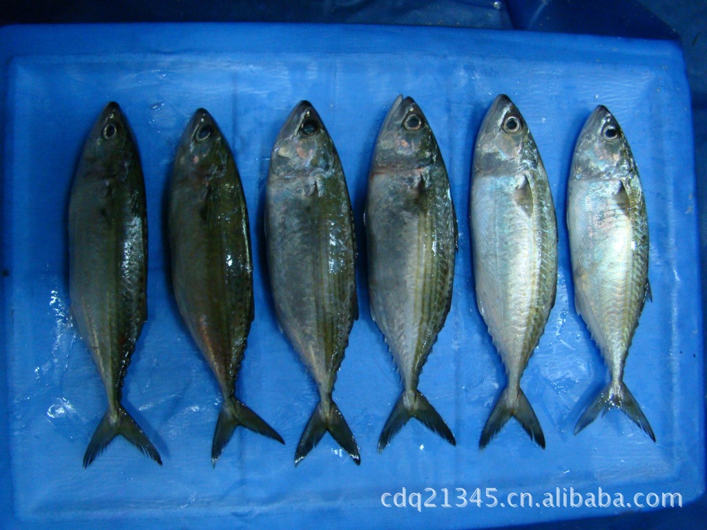 鲭鱼 福建鲭鱼鱼 野生鲭鱼 冷冻鲭鱼