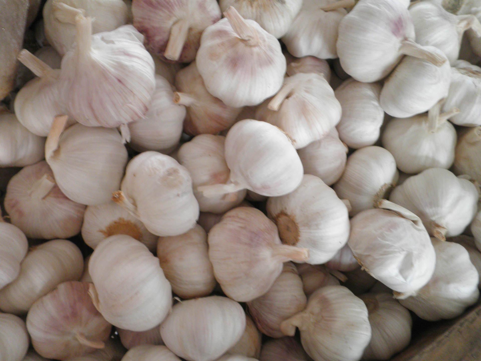 厂家批发,长年供应大蒜,白皮大蒜