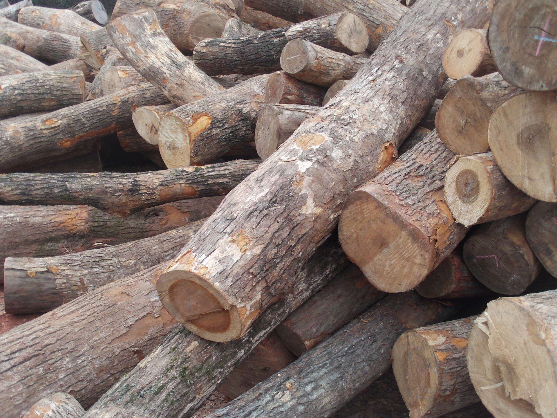 香樟木 厂家长期供应原木 板材 指接板 直拼板