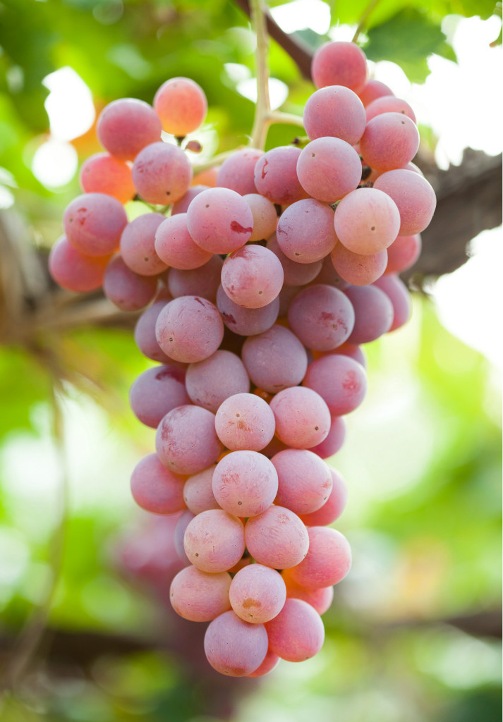 【红提 维多利亚 白马奶 奥古斯特 龙眼葡萄陆续上架,欢迎来电】价格,