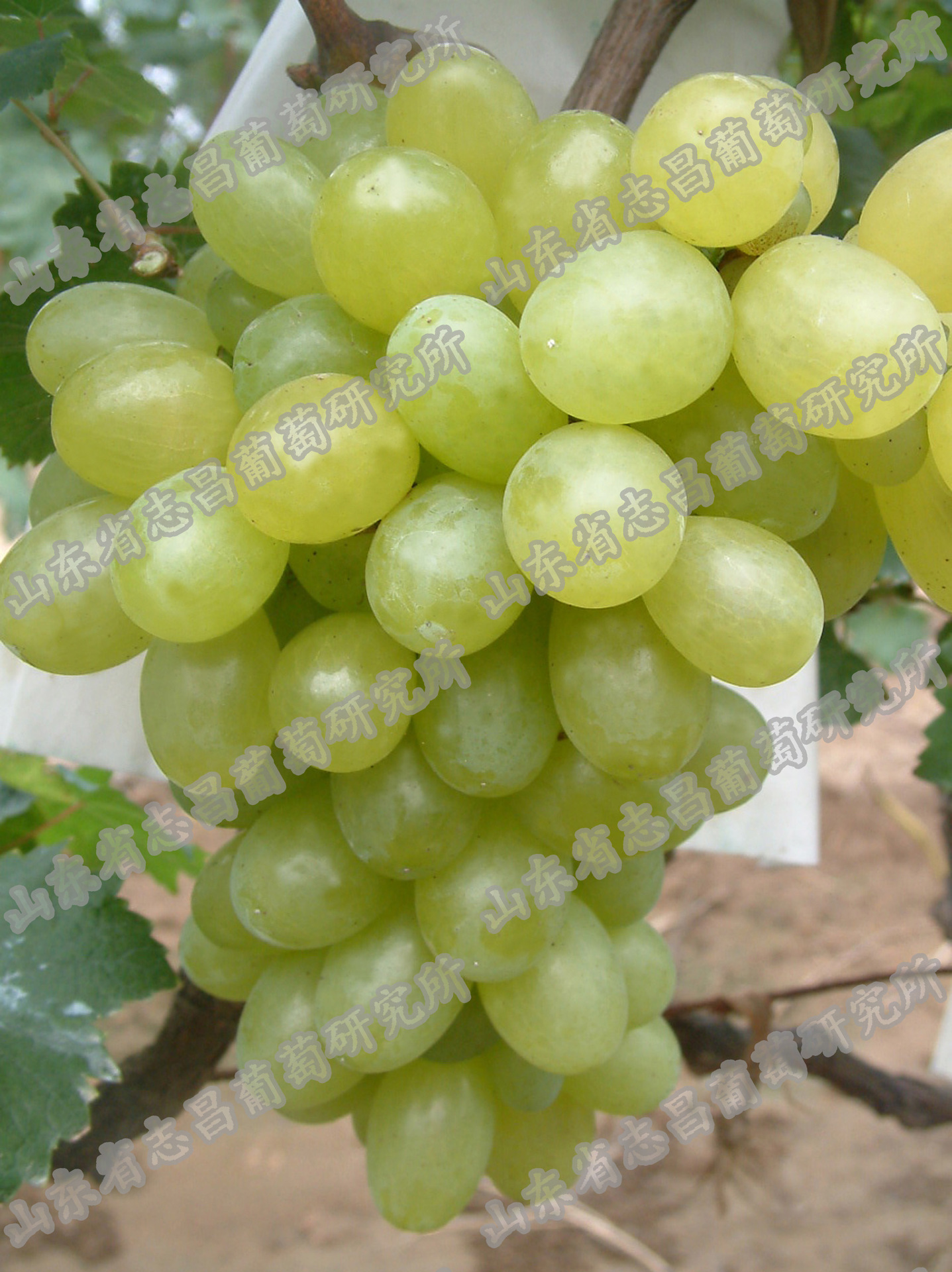 水果种子,种苗-供应奥古斯特国外抗性砧木5bbso4嫁接苗自根苗葡萄苗-