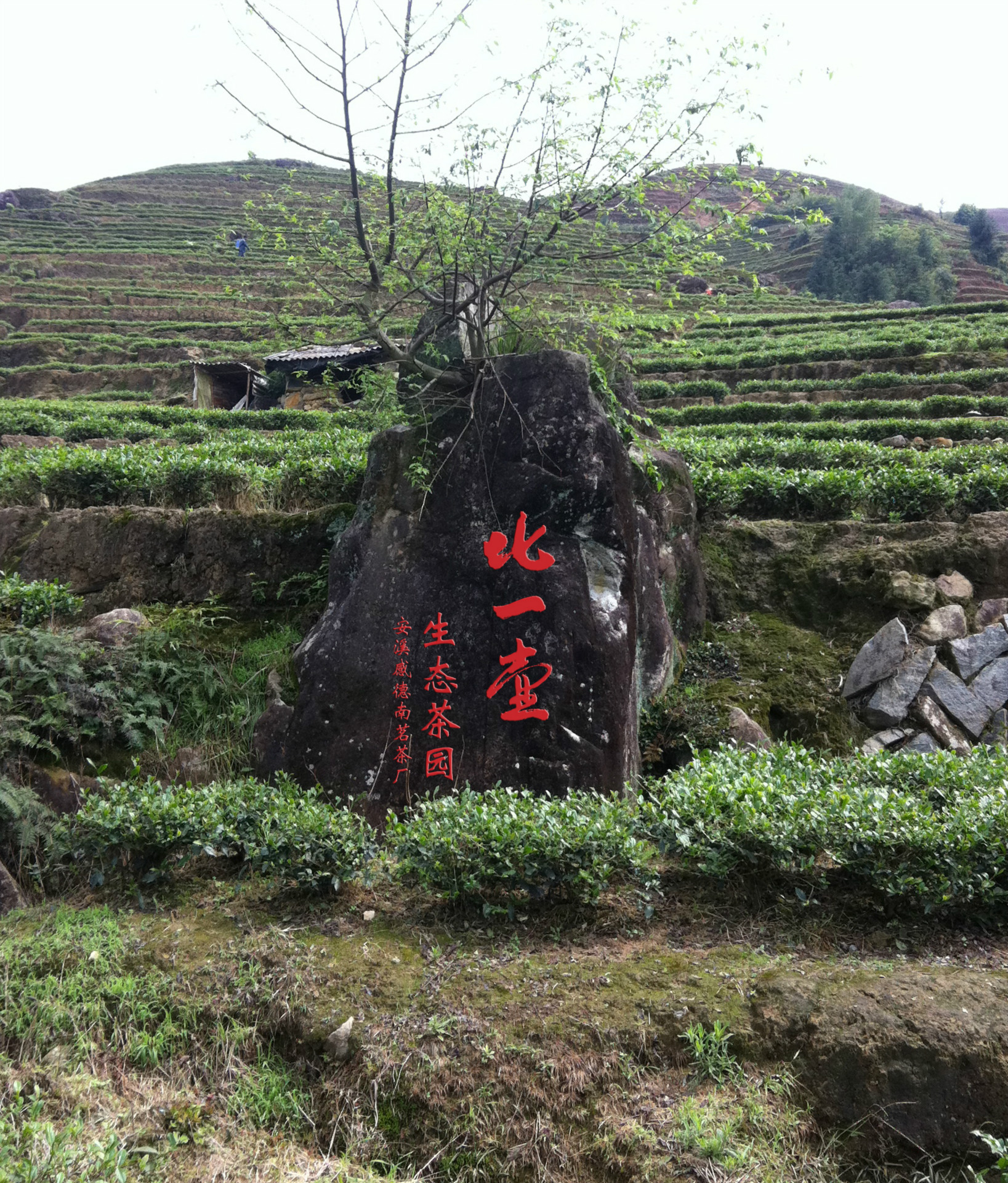 安溪铁观音 铁观音 批发 厂家直销 品牌合作 加盟 安溪特产