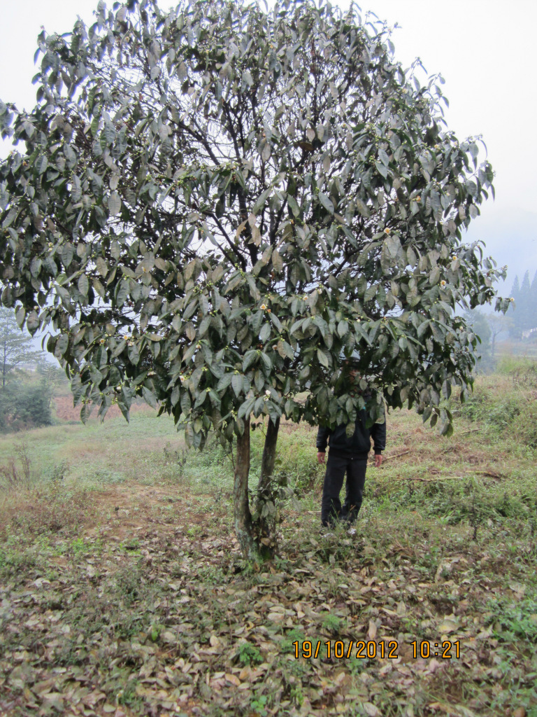 供应百年老茶树 茶叶树