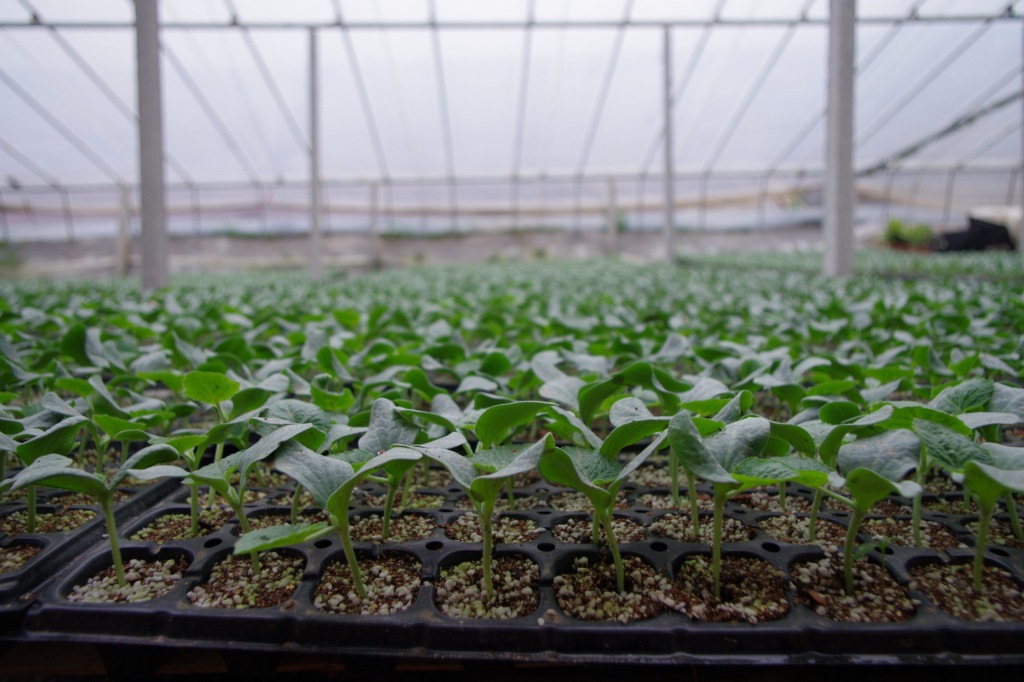 特种蔬菜育苗基质 玛卡冰菜黄秋葵育苗