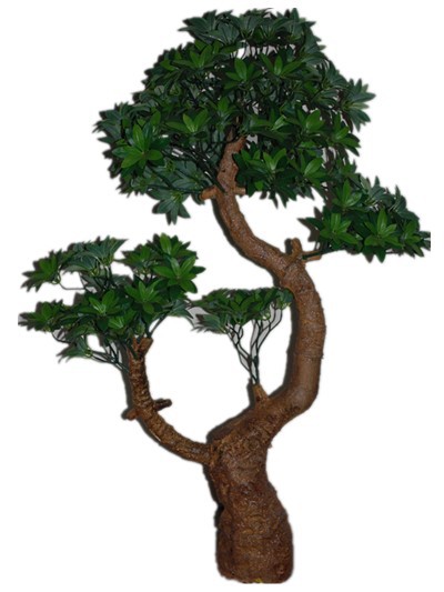 海桐树盆景造型图图片