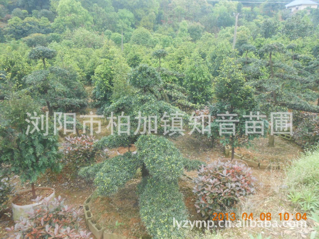 低价优应不同规格的罗汉松树 造型罗汉松 罗汉松盆景