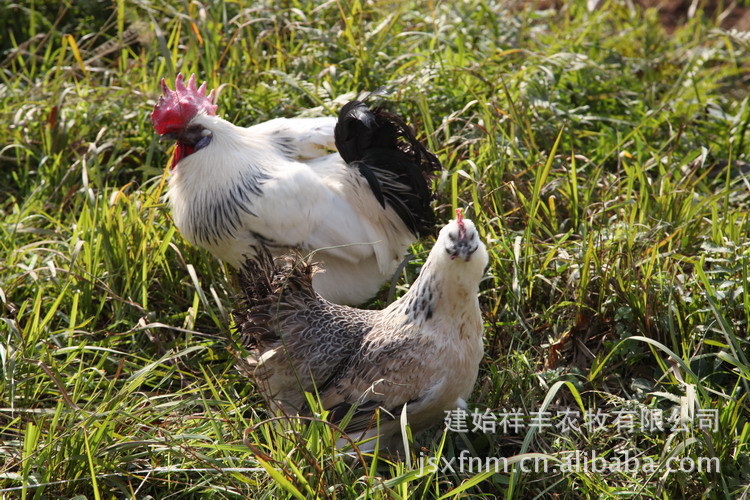 建始祥丰农牧 批发供应景阳河鸡 质优价廉 厂家直销 鸡 观赏鸡