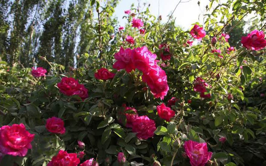 神奇的新疆—和田小枝刺玫瑰揭秘 - 阿里巴巴商友圈