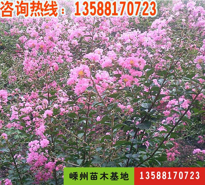 嵊州苗圃批发优质绿化苗木-紫薇小苗