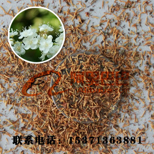 批发供应优质珍珠梅种子 梅花种子 当年新采 林木种子植物种子