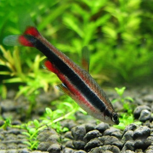 红肚铅笔灯鱼 1条 m号 1000元起批 只限省内批发