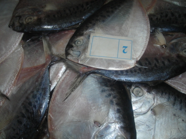 乐兴水产各种优质皮刀鱼moon fish