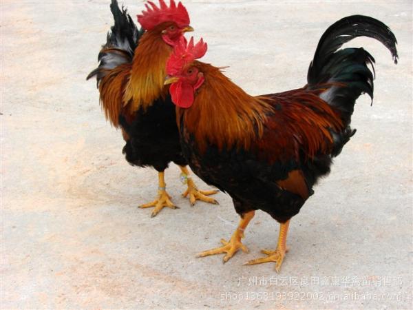 广州市白云区良田鑫康华禽苗销售部实力雄厚,重