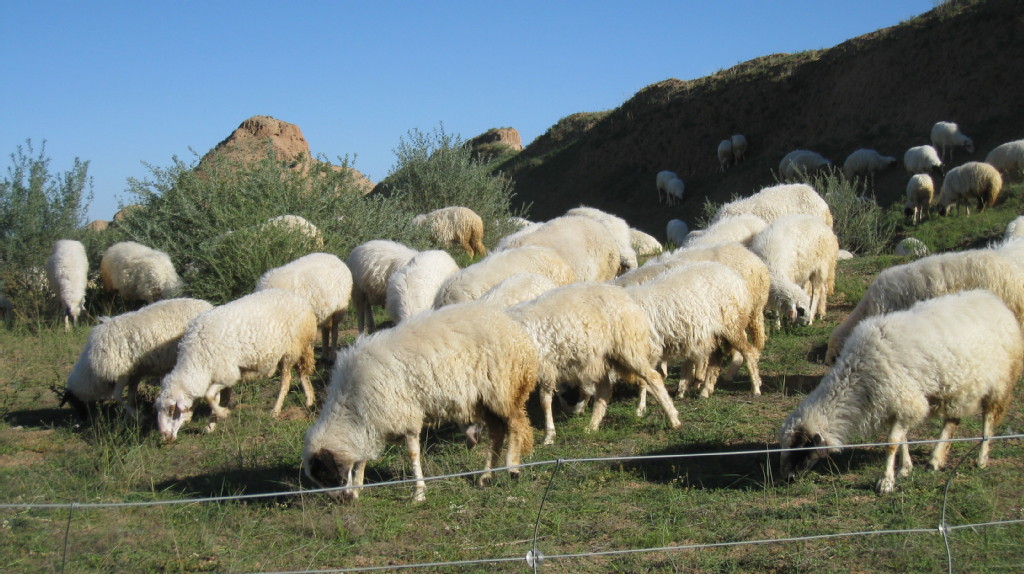 滩羊 批发供应盐池滩羊肉,羔羊肉