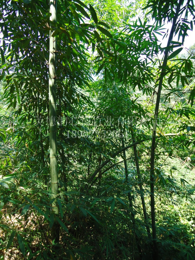 麻竹竹工艺制品造竹竹材广东清远厂家