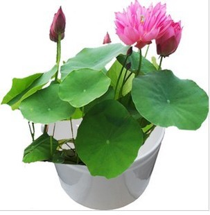 水芙蓉 拉丁名:pistia stratiotes&nbsp;&nbsp; 别名