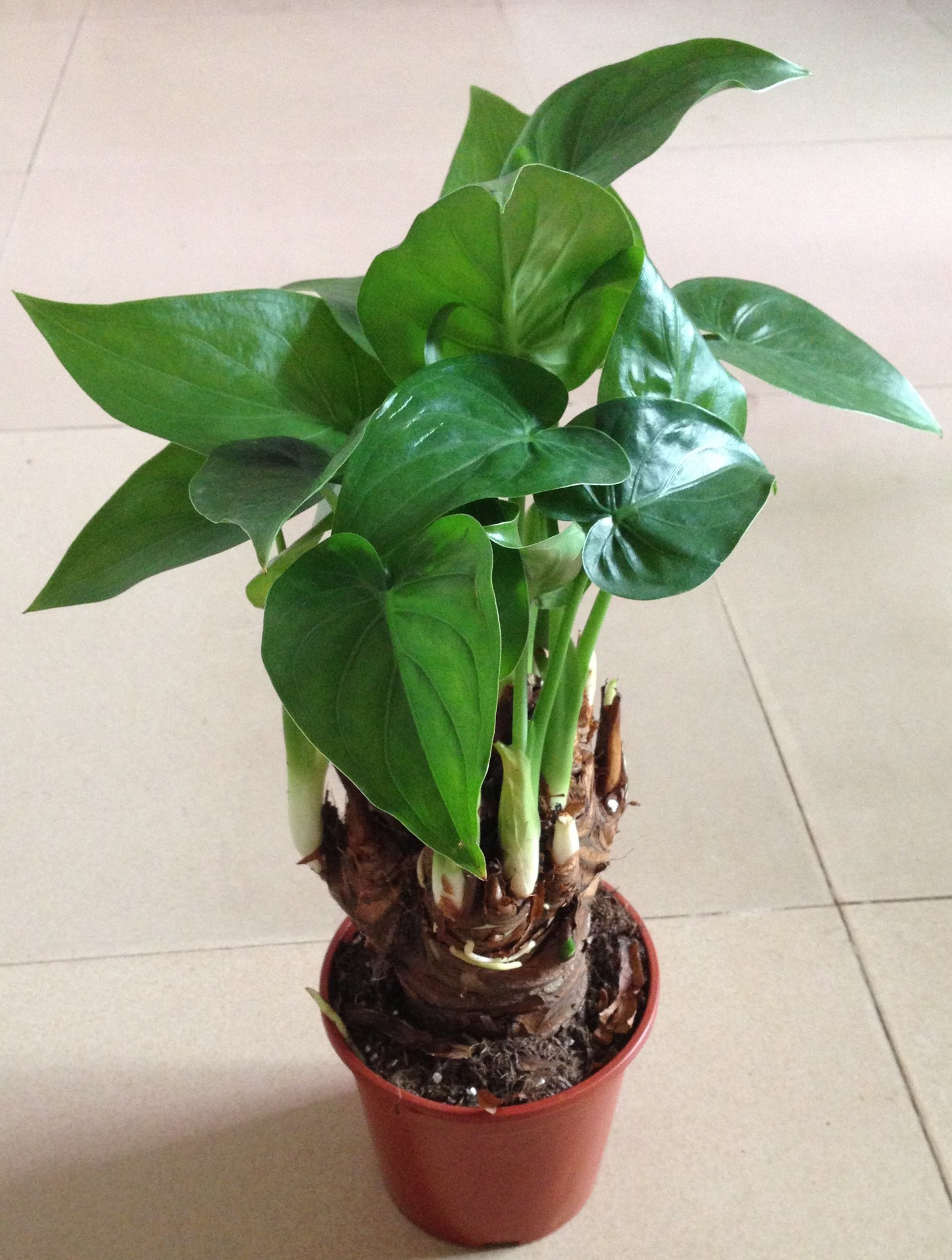 批发供应小盆栽迷你植物滴水观音a140