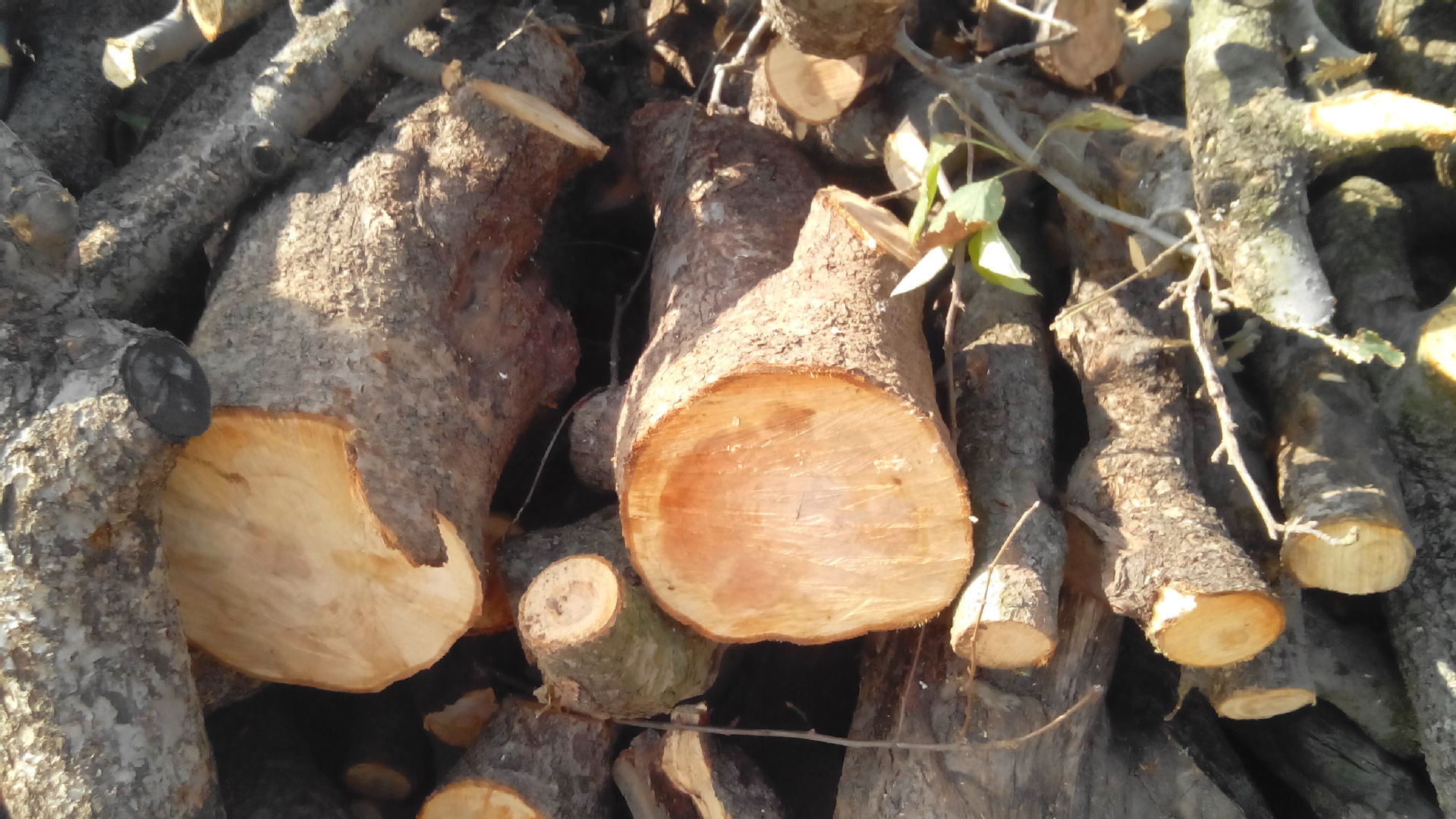 苹果木木屑 种 香菇的苹果木屑,烧烤用苹果木 价格面议 保没污染