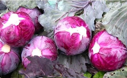 蔬菜种子 紫钻 圆球紫甘蓝 紫包菜 紫圆白菜 紫卷心菜香脆 5克/包