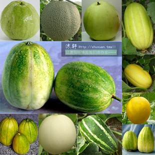 香瓜种子 甜瓜种子 白沙蜜 蔬菜水果种子 蔬果 脆瓜 面瓜烧瓜种子