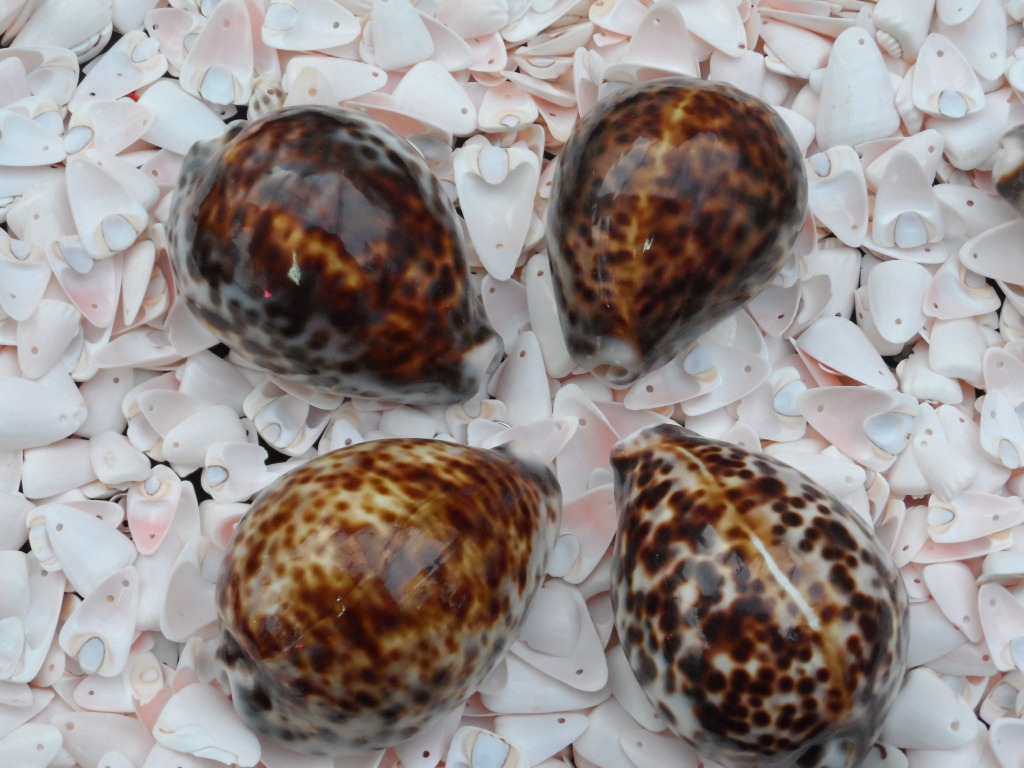 天然海螺贝壳工艺品饰品挂件海边旅游纪念品花点大螺批发地摊热卖