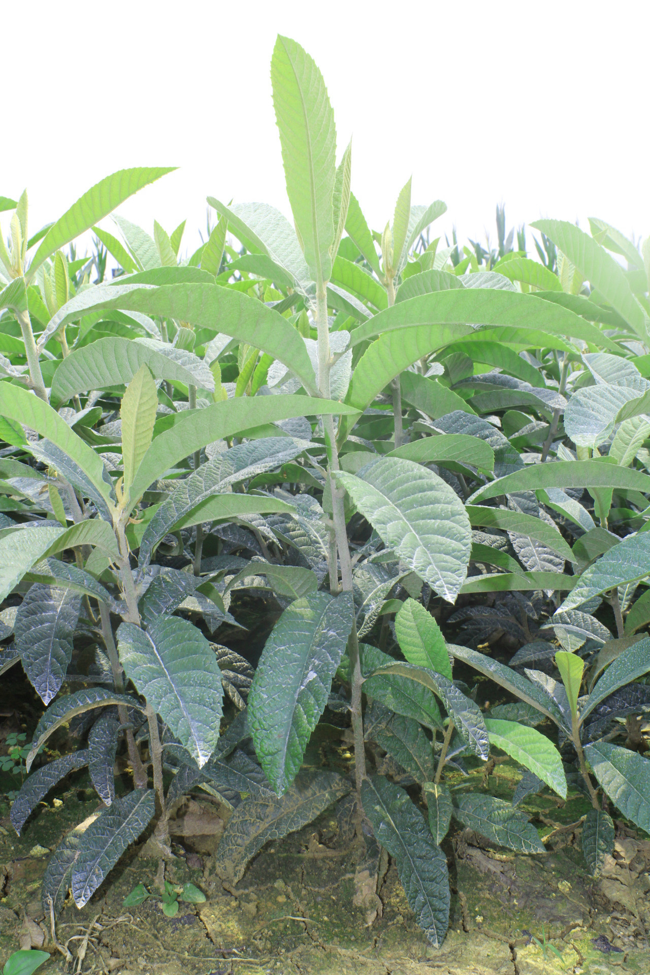 枇杷树苗批发 小苗 包成活,大五星 - 枇杷树苗批发 小苗 包成活,大