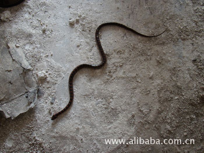 青州市北城蛇蝎园(东高镇小营村东南角红色仿古门)