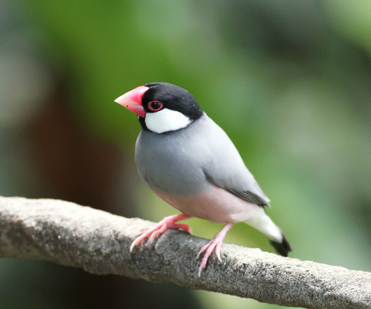 子二代 宠物鸟 观赏鸟 胡锦鸟 七彩文鸟 珍珠鸟 百灵鸟 2