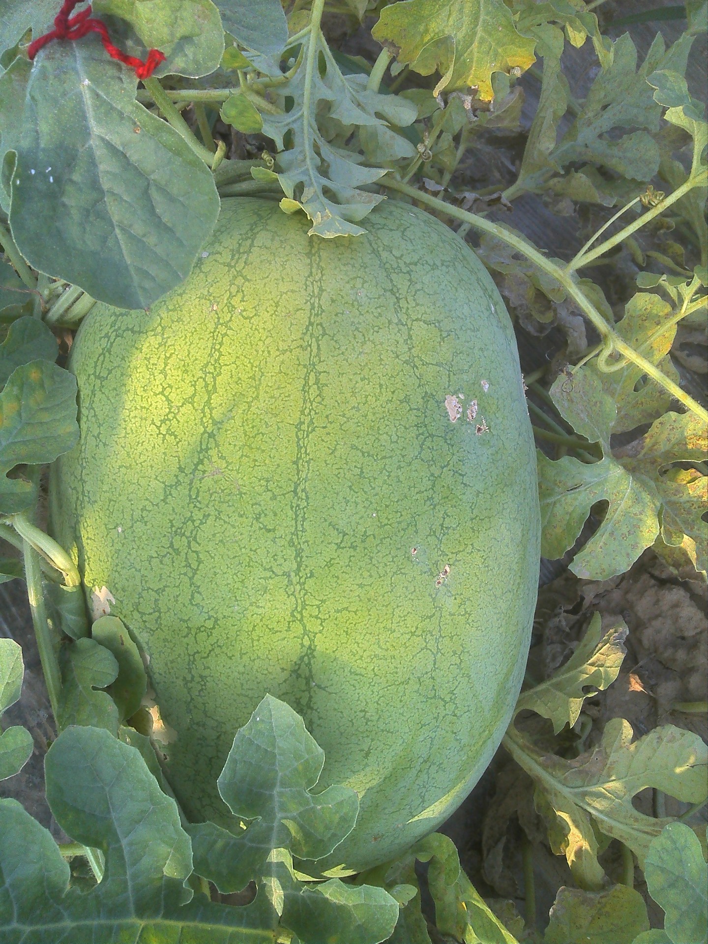 大量批发陕西大荔新红宝西瓜,图片_15