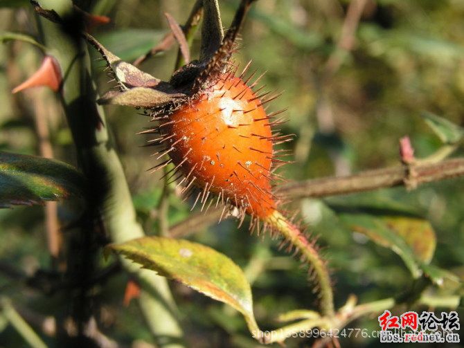 家里话叫"灯盏果"小时候吃过,把外面的刺刮掉然后再把里面的籽和毛抠