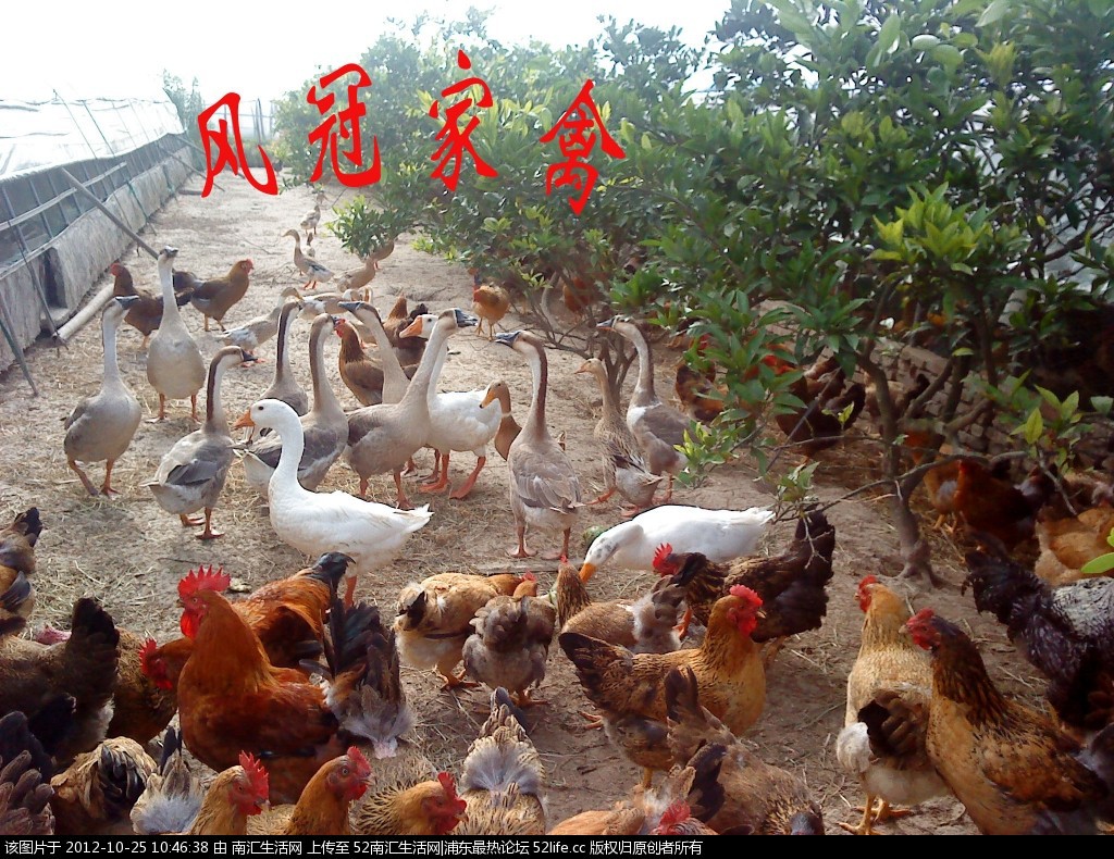 上海風冠家禽南匯散養蘆花雞不吃飼料綠色食品