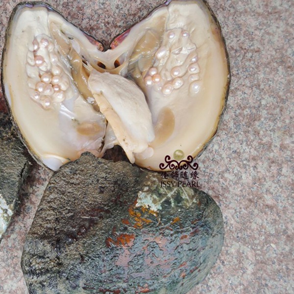 hb-011 供应珍珠河蚌 现场加工珍珠河蚌 8年特大珍珠河蚌