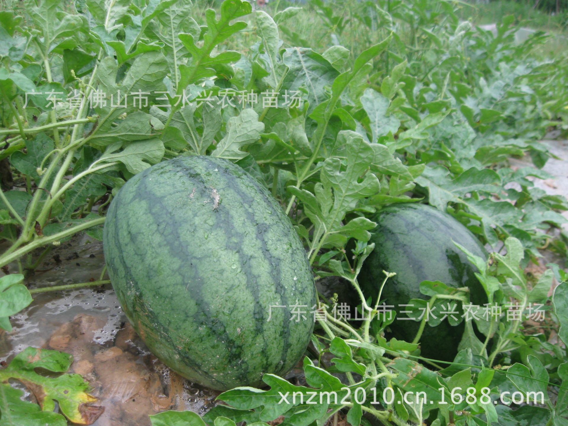 三水小宝南边小宝西瓜苗团购30000株成团