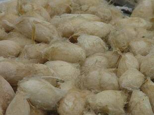 赤眼蜂 繁蜂用卵 蜂卡 柞蚕茧 合作批发