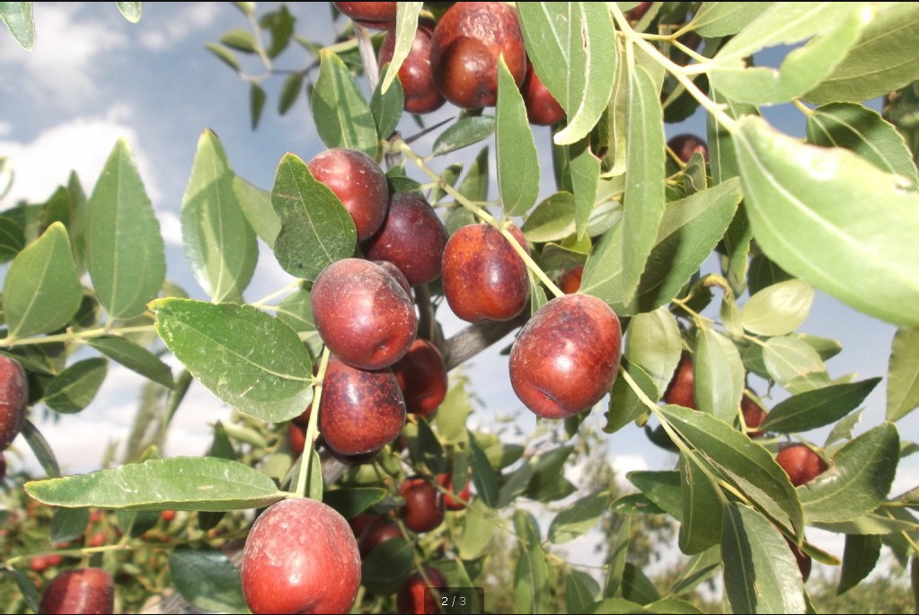 兰州焦枣王 焦枣 红枣 空心枣 优质一级枣