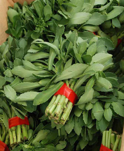 带根养心菜 救心菜大苗 特菜种苗 野菜种子 蔬菜种苗