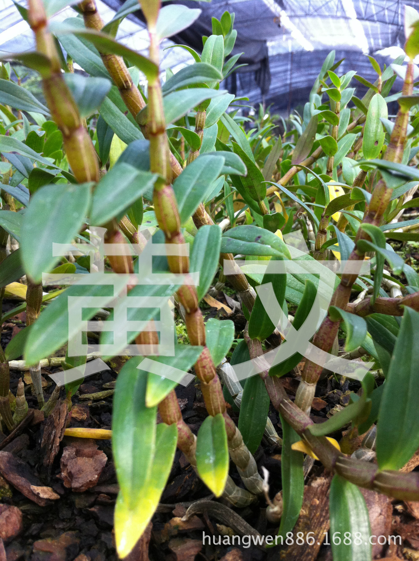 广西玉林批发优质石斛鲜条 铁皮石斛 铁皮石斛风斗 风斗原料价格