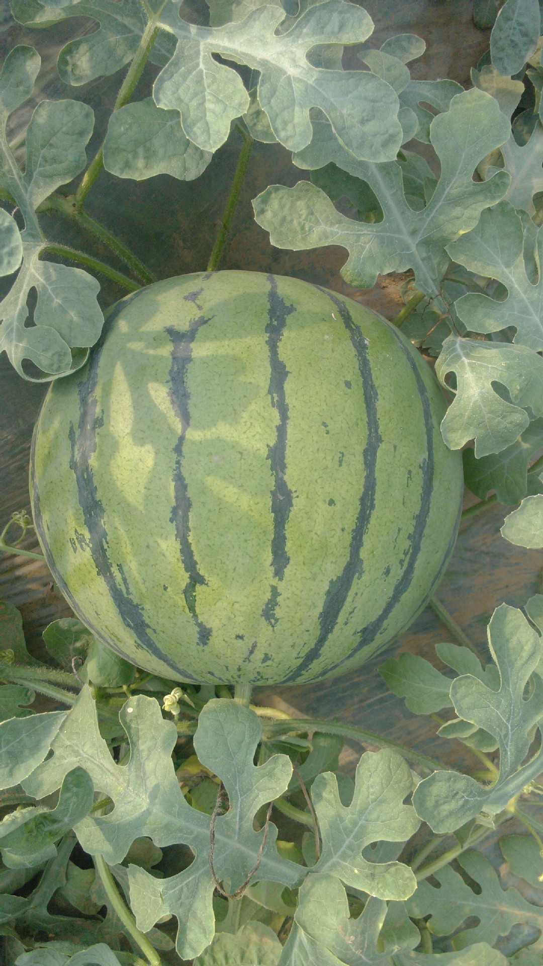 青州市隶属于山东省潍坊市,是著名的中国西瓜第一镇