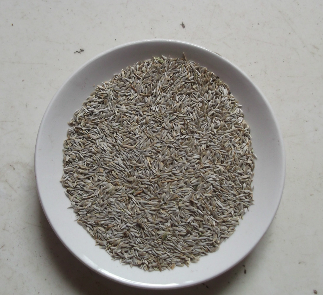 批发零售中药材生菜籽 白生菜籽