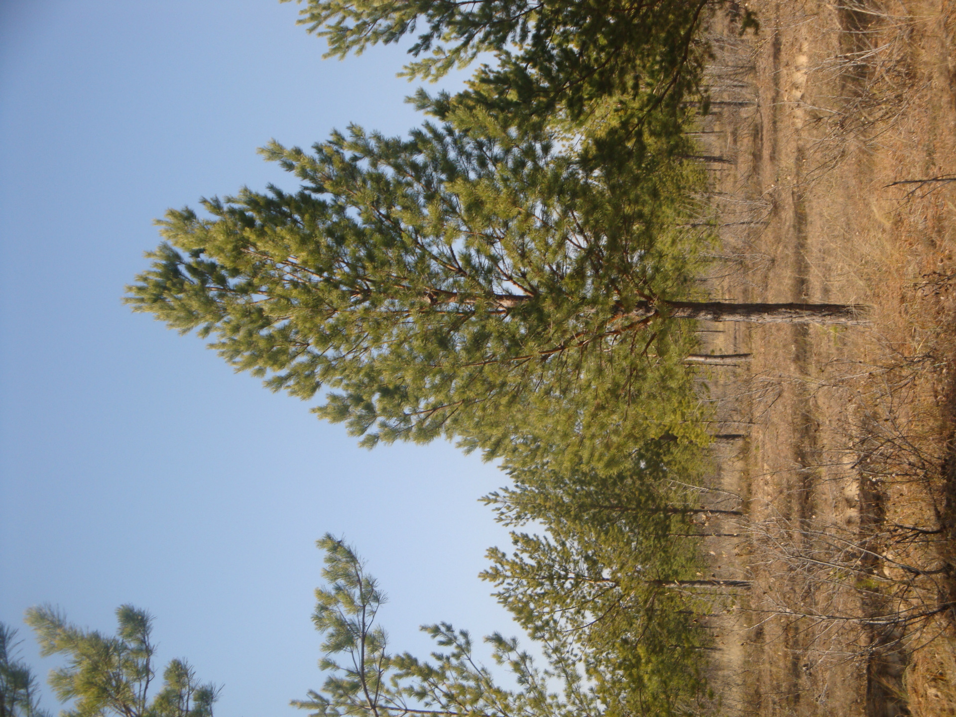 大量供应油松树苗7-10米高,冠幅4--8米,胸径16--20cm,土球120x70cm量