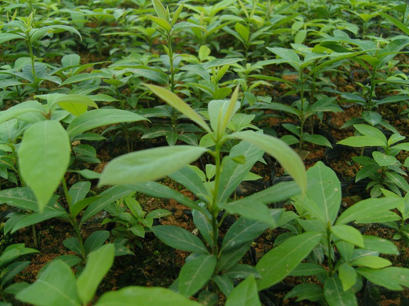 金丝楠木营养杯,江西省一年杯苗,造林,珍贵苗木,竹叶楠,小叶