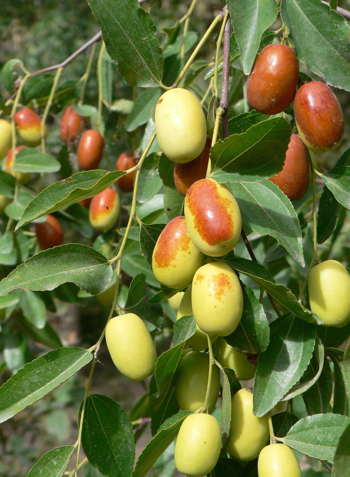 新疆9月分俊枣鲜枣供应