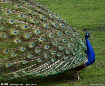 孔雀苗供应,孔雀蛋供应