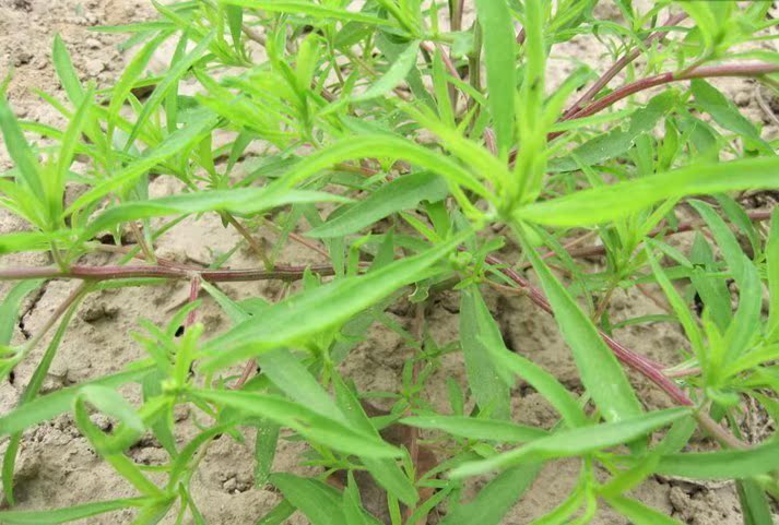 我要發芽蔬菜種子 地膚 掃帚苗 掃帚菜 孔雀松 盆栽落帚 120粒/包