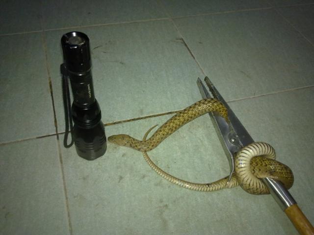 蛇钳,蛇夹,水蛇专用夹图片_9