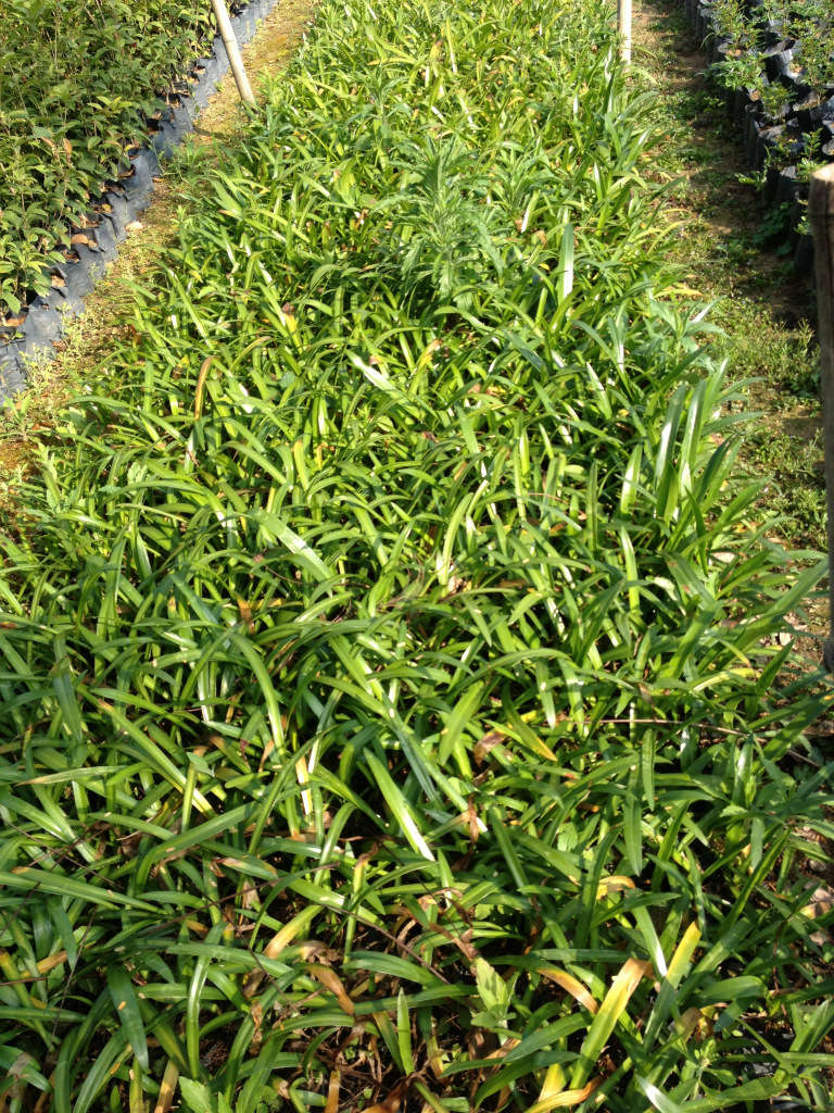 供应福建蜘蛛兰价格图片种植方法 漳州漳浦马口工程绿化苗木 地被